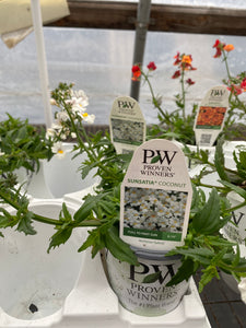Proven Winners Sunsatia