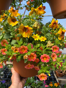 12” Mixed Hanging Basket