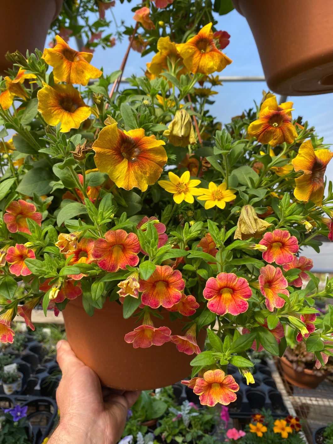 12” Mixed Hanging Basket