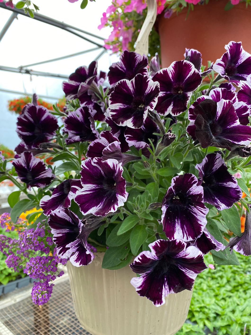 10” Mixed Hanging Basket