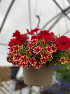 10” Mixed Hanging Basket