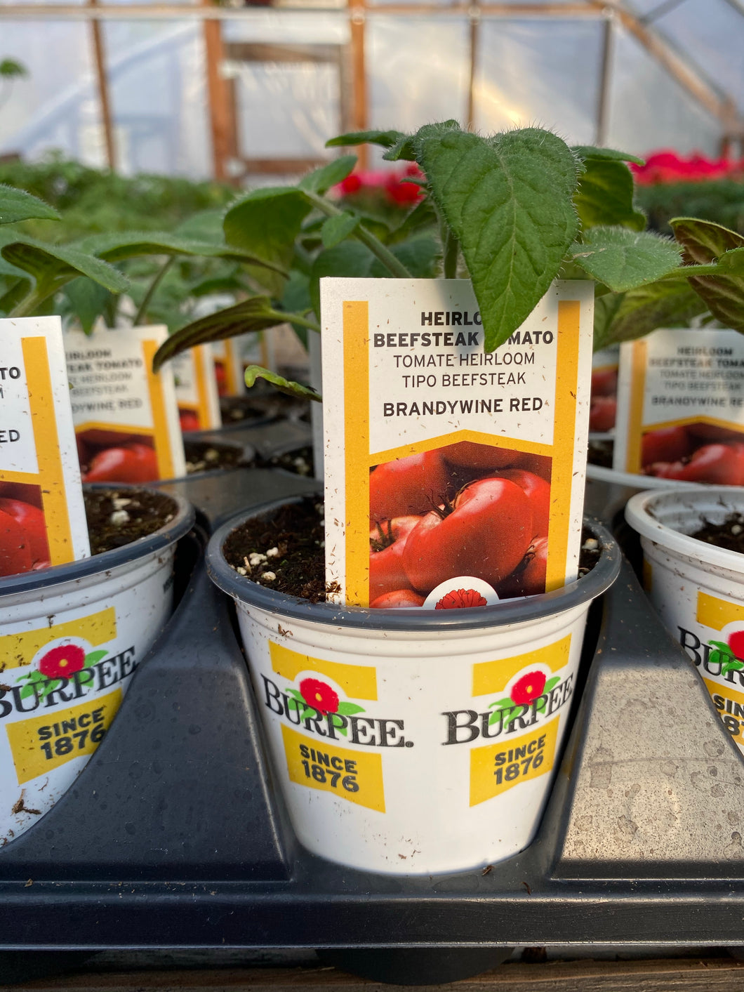 Brandywine Heirloom Tomato