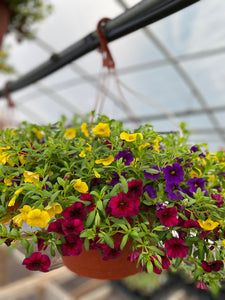 10” Calibrachoa Hanging Basket