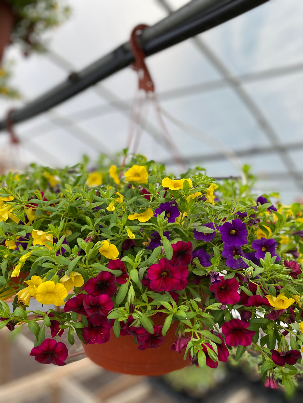 10” Calibrachoa Hanging Basket