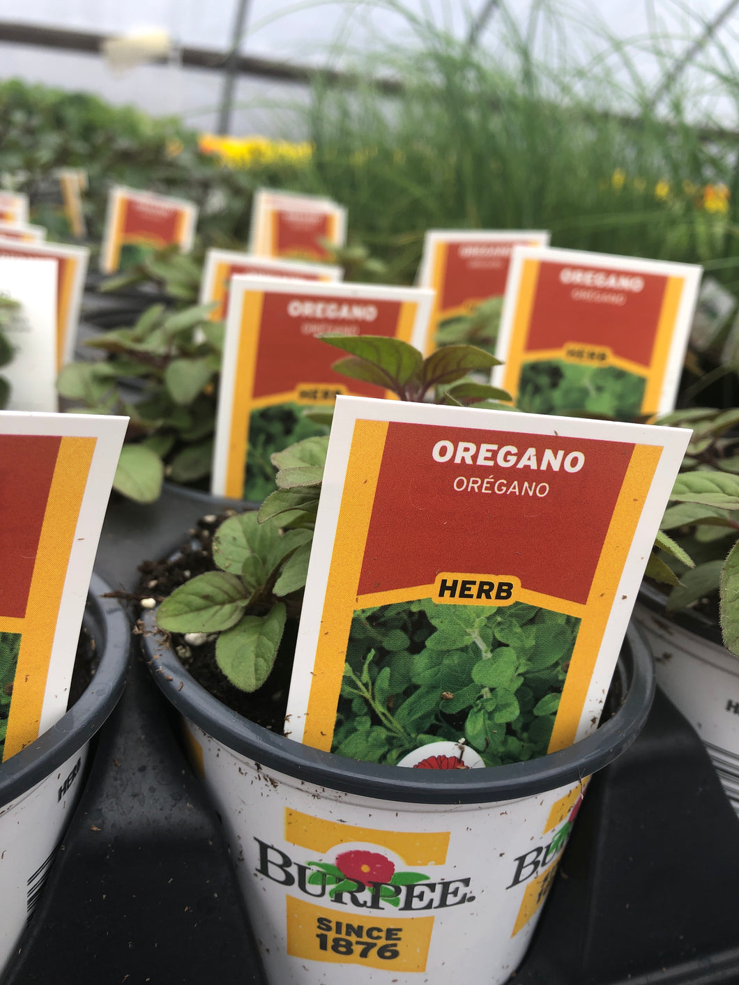 Oregano