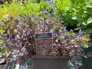 Sedum