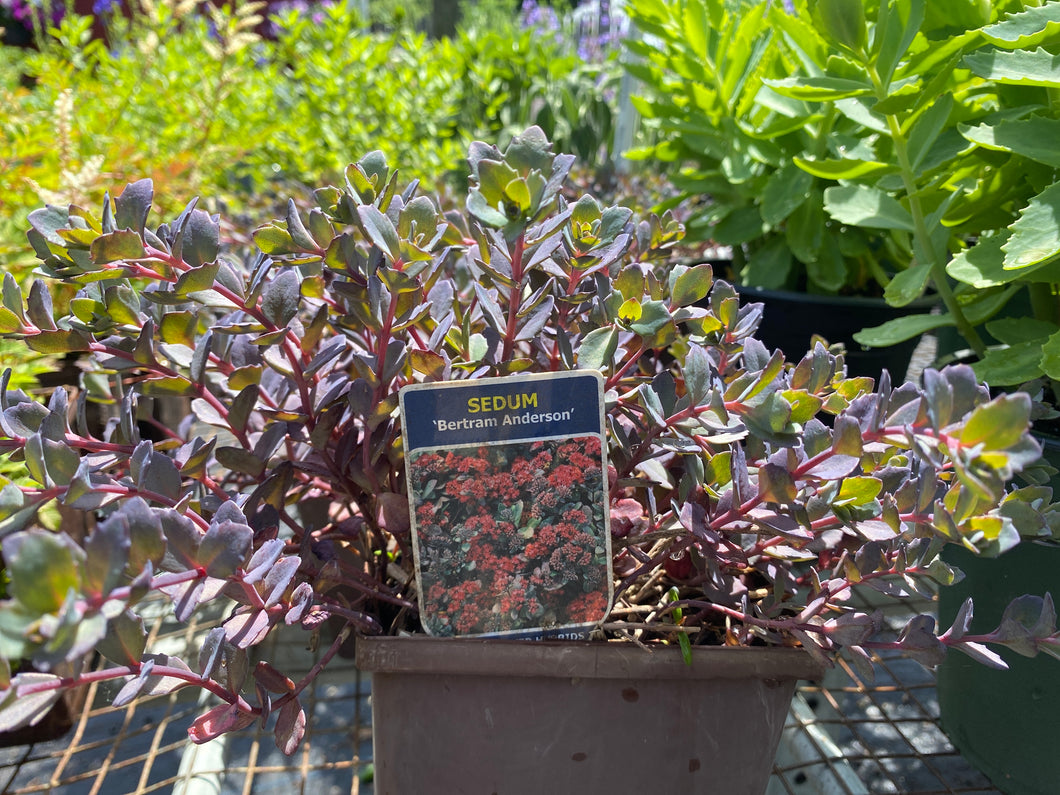 Sedum