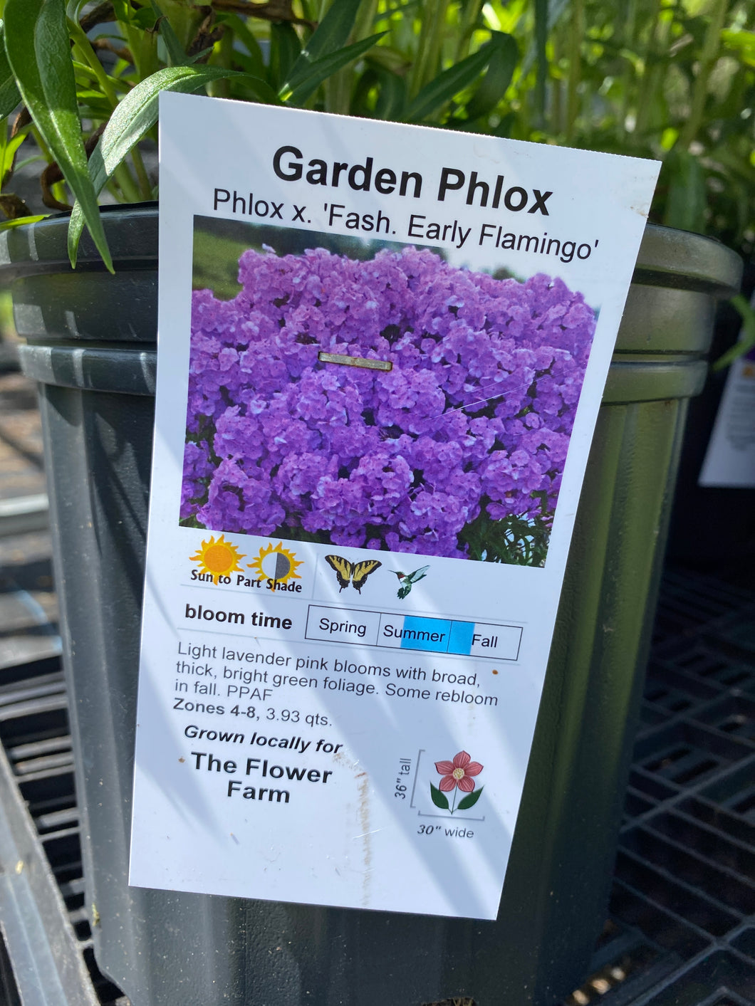 Garden Phlox