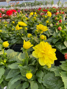 6” Yellow Dahlia