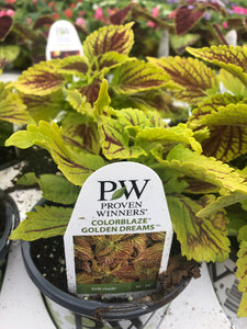 Proven Winners Coleus