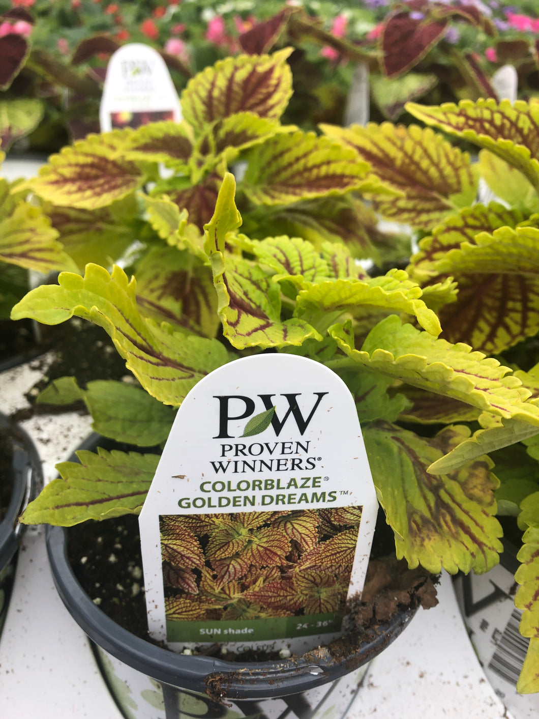 Proven Winners Coleus