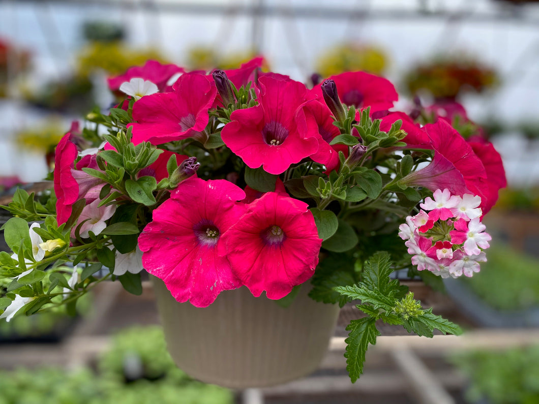 10” Mixed Hanging Basket