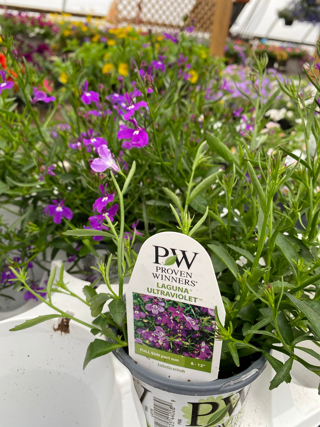Proven Winners Lobelia