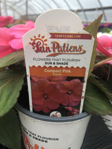 Quart Sunpatiens
