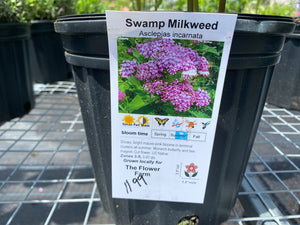 Swamp Milkweed