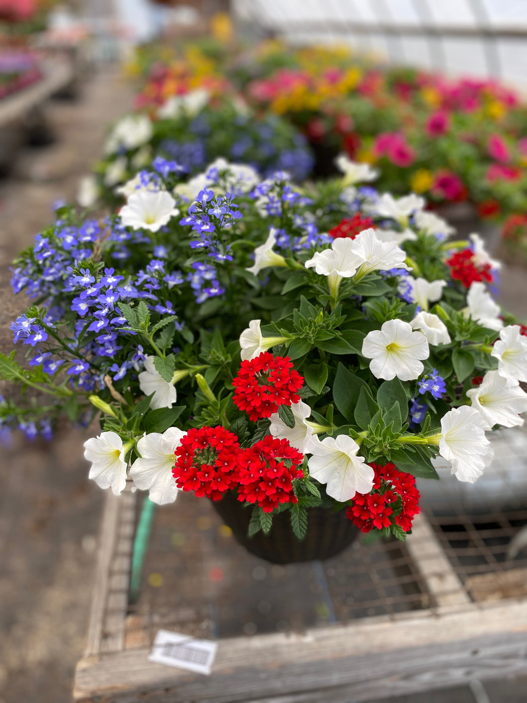 13” Mixed Patio Container