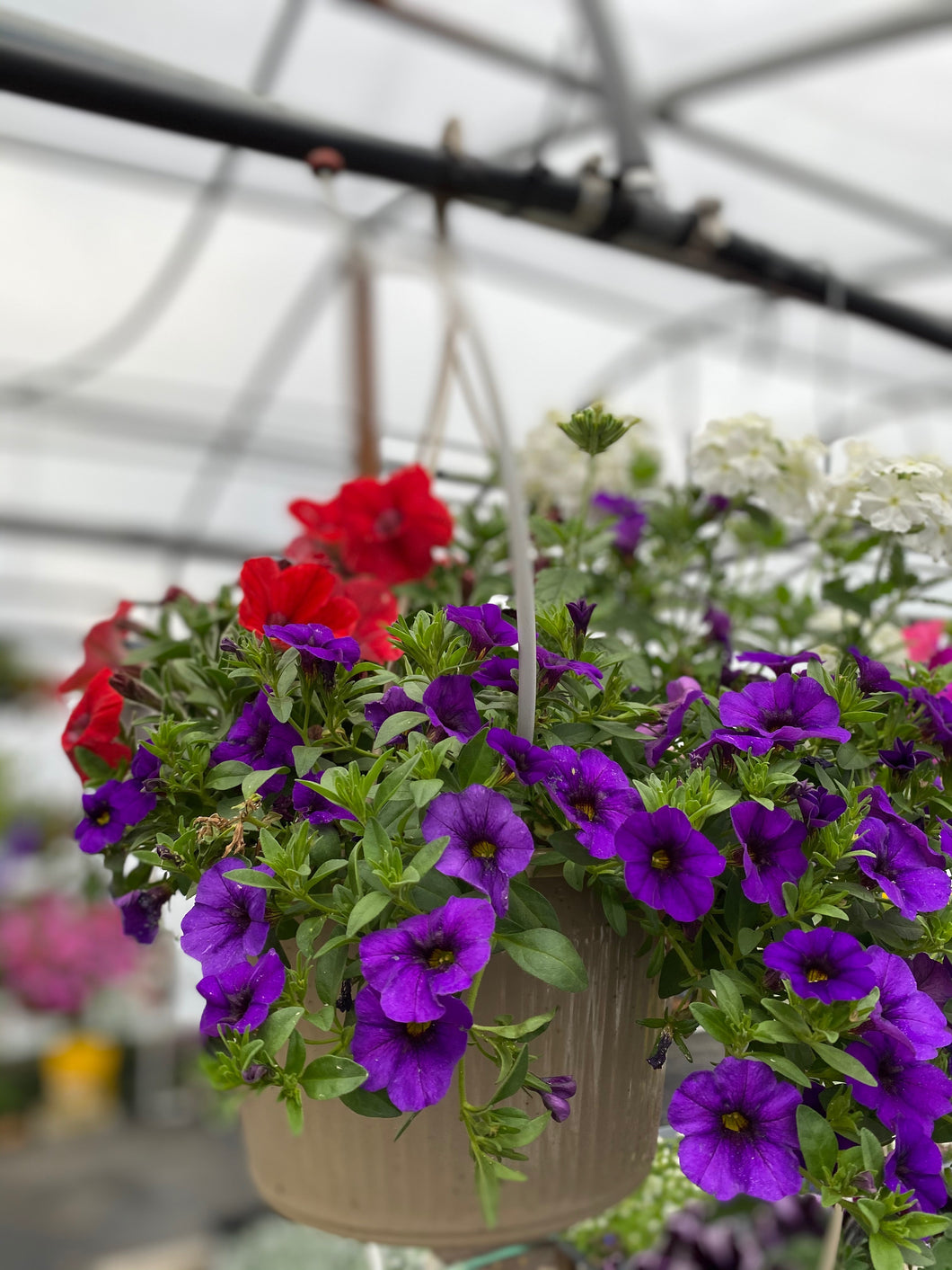 10” Mixed Hanging Basket