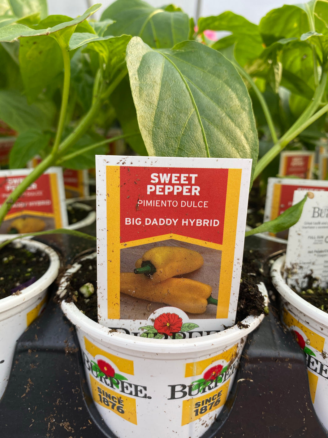 Big Daddy Hybrid
