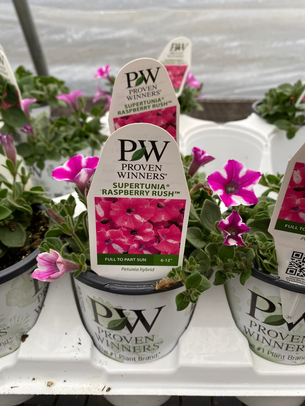 Proven Winners Supertunia