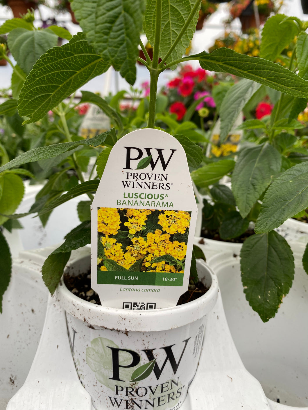 Proven Winners Lantana