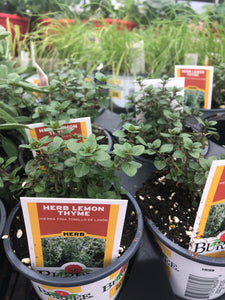 Lemon Thyme