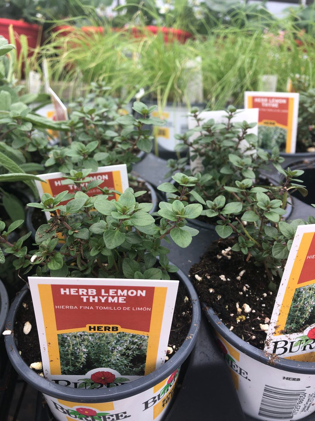 Lemon Thyme