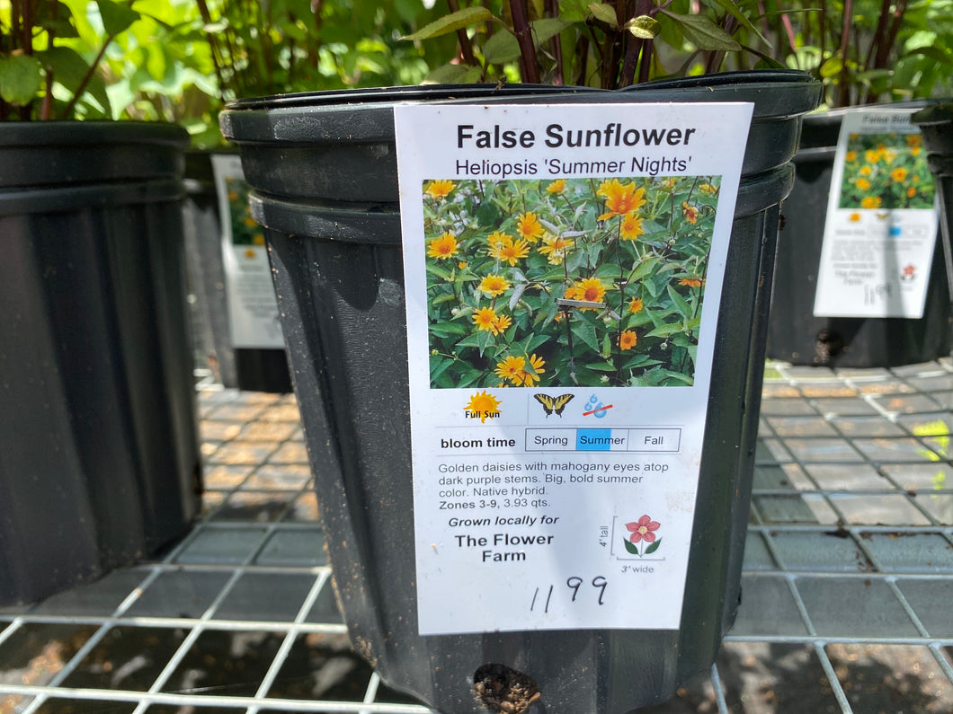 False Sunflower