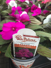 Load image into Gallery viewer, Quart Sunpatiens
