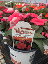 Load image into Gallery viewer, Quart Sunpatiens
