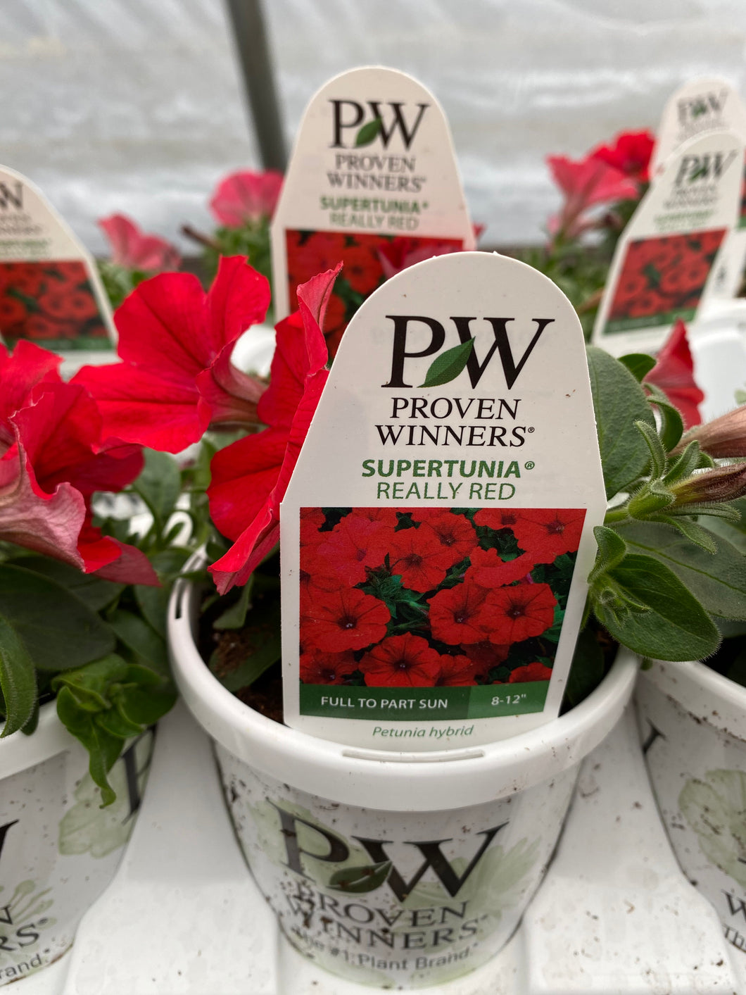 Proven Winners Supertunia