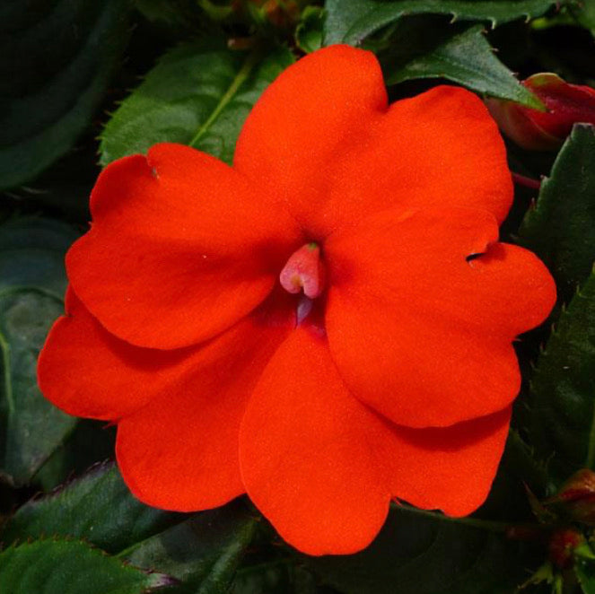 Quart Sunpatiens