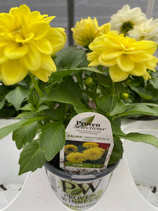 Proven Selections Dahlia