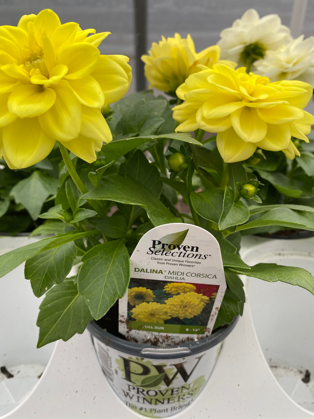 Proven Selections Dahlia