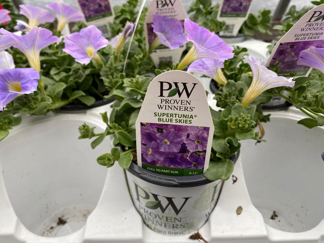 Proven Winners Supertunia