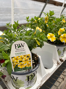 Proven Winners Superbells