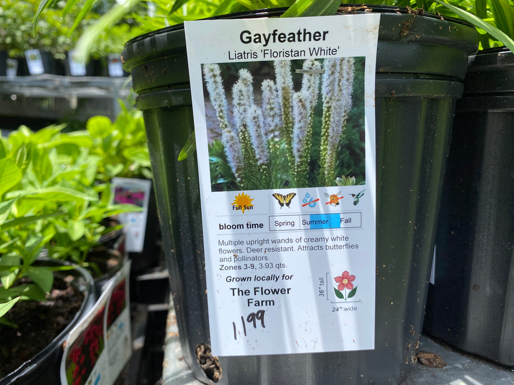 Gay feather