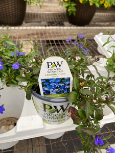 Proven Winners Lobelia