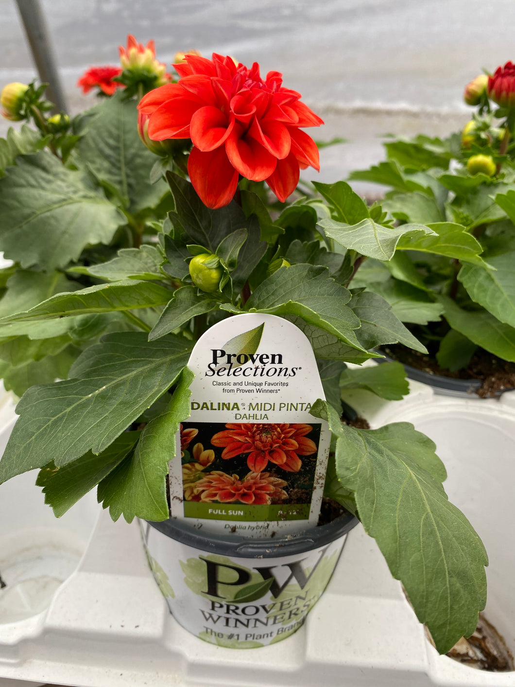 Proven Selections Dahlia