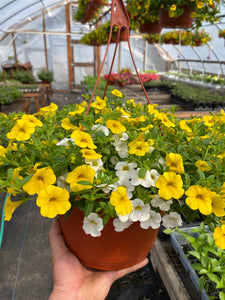 10” Calibrachoa Hanging Basket
