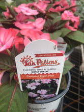 Load image into Gallery viewer, Quart Sunpatiens
