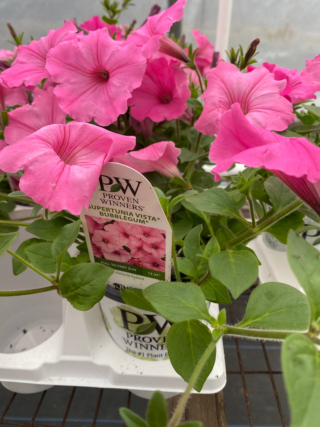 Proven Winners Supertunia