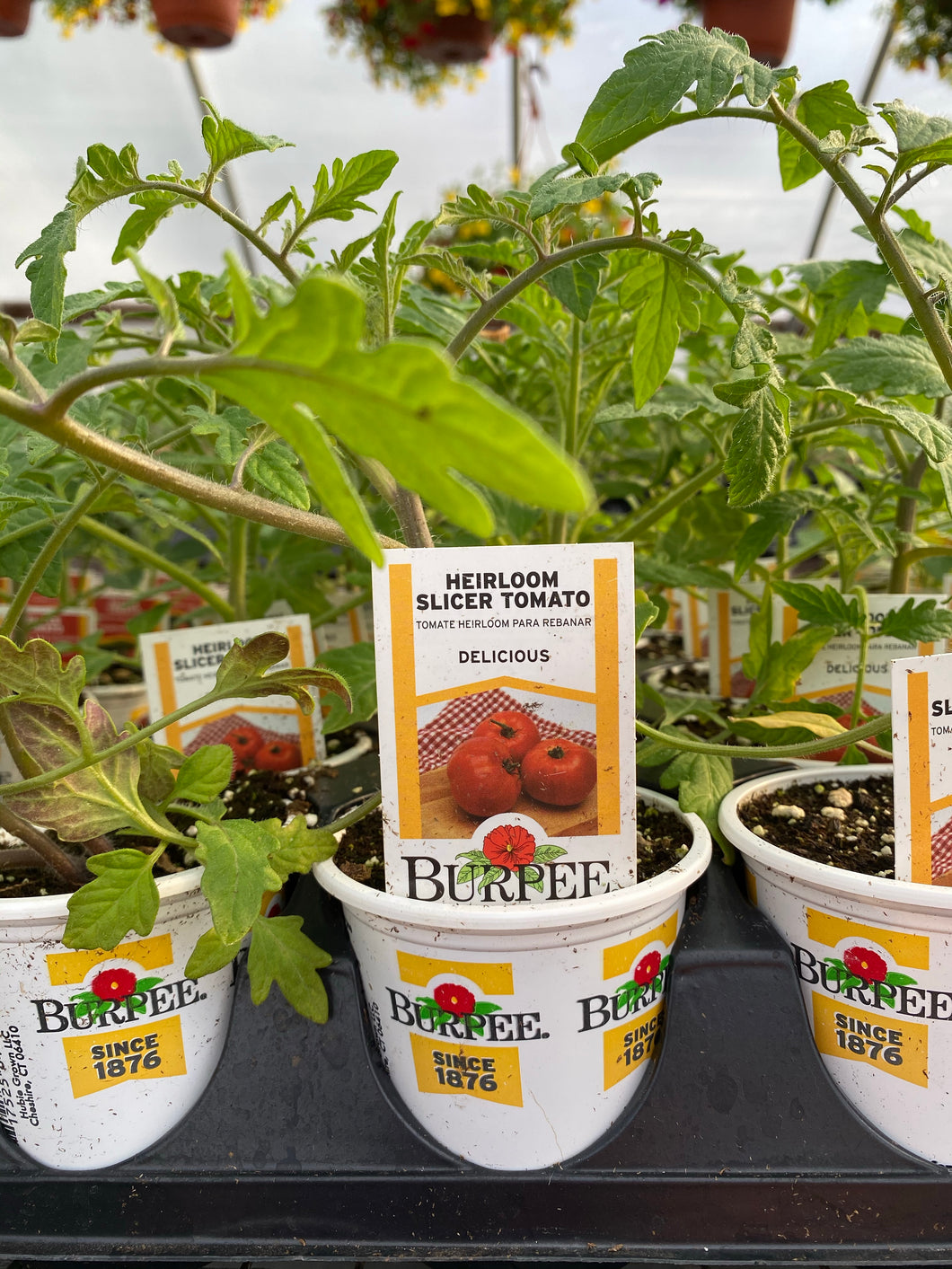 “Delicious” Heirloom Tomato