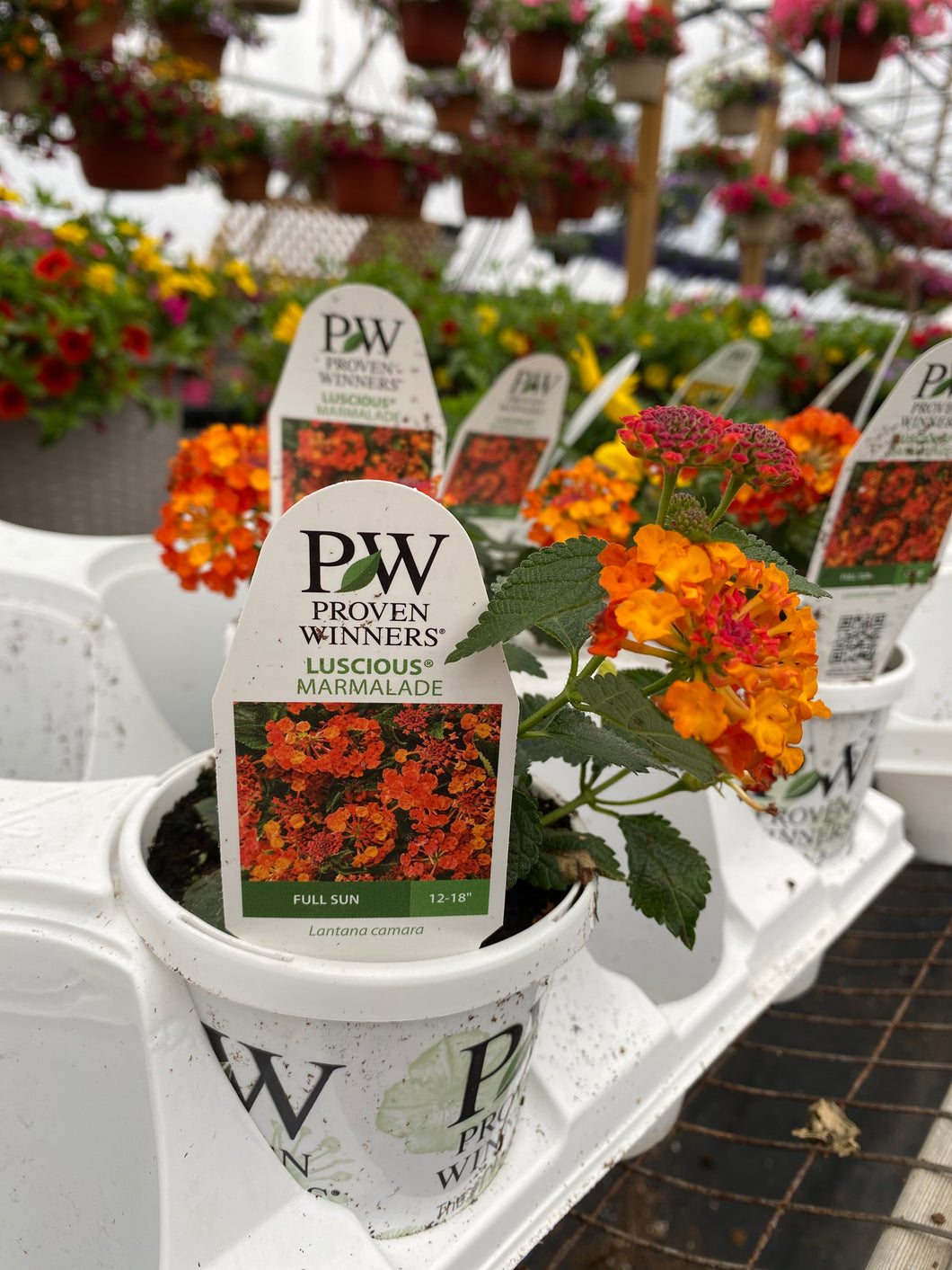 Proven Winners Lantana