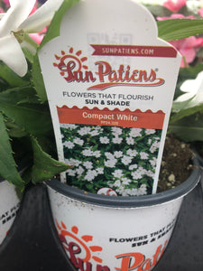 Quart Sunpatiens