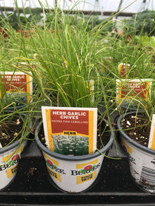 Garlic Chives