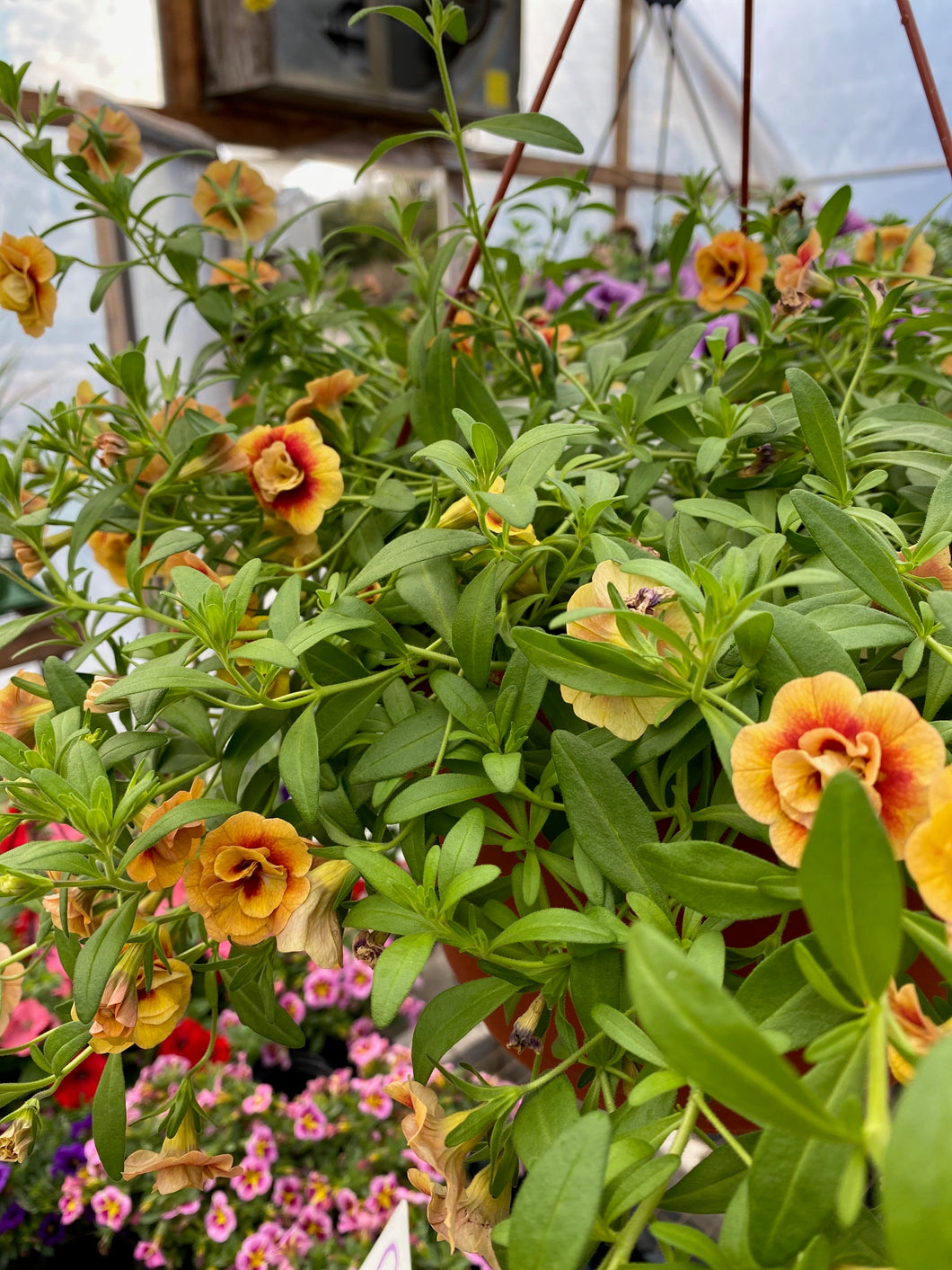 10” Calibrachoa Hanging Basket