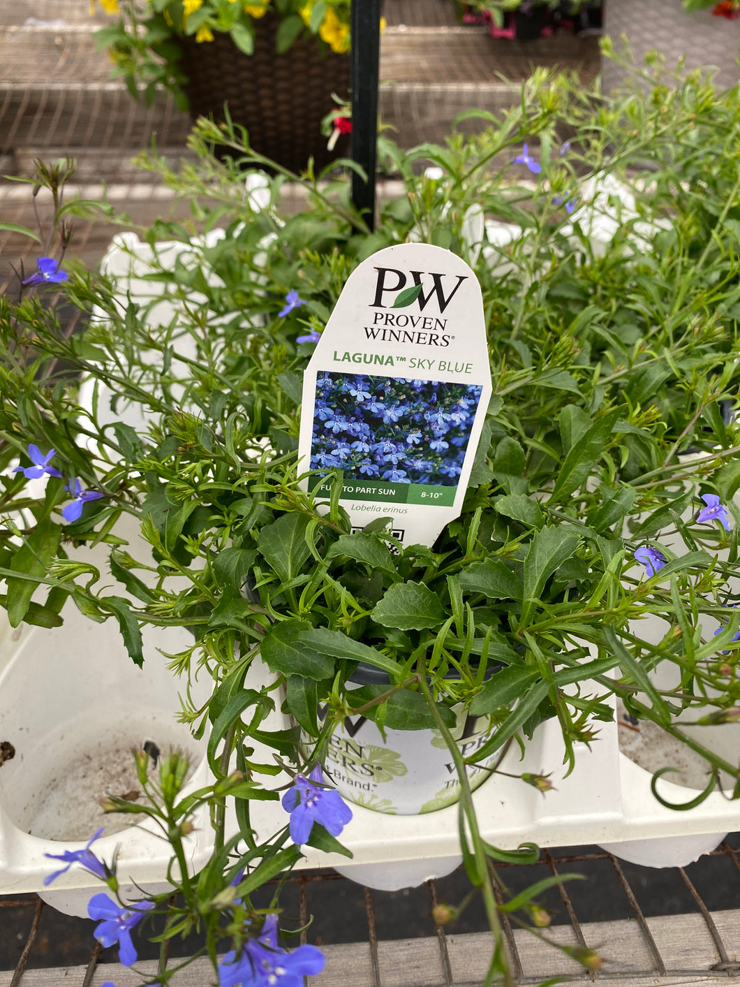 Proven Winners Lobelia