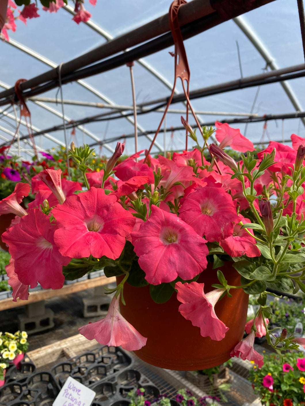 10” Wave Petunia Hanging Basket